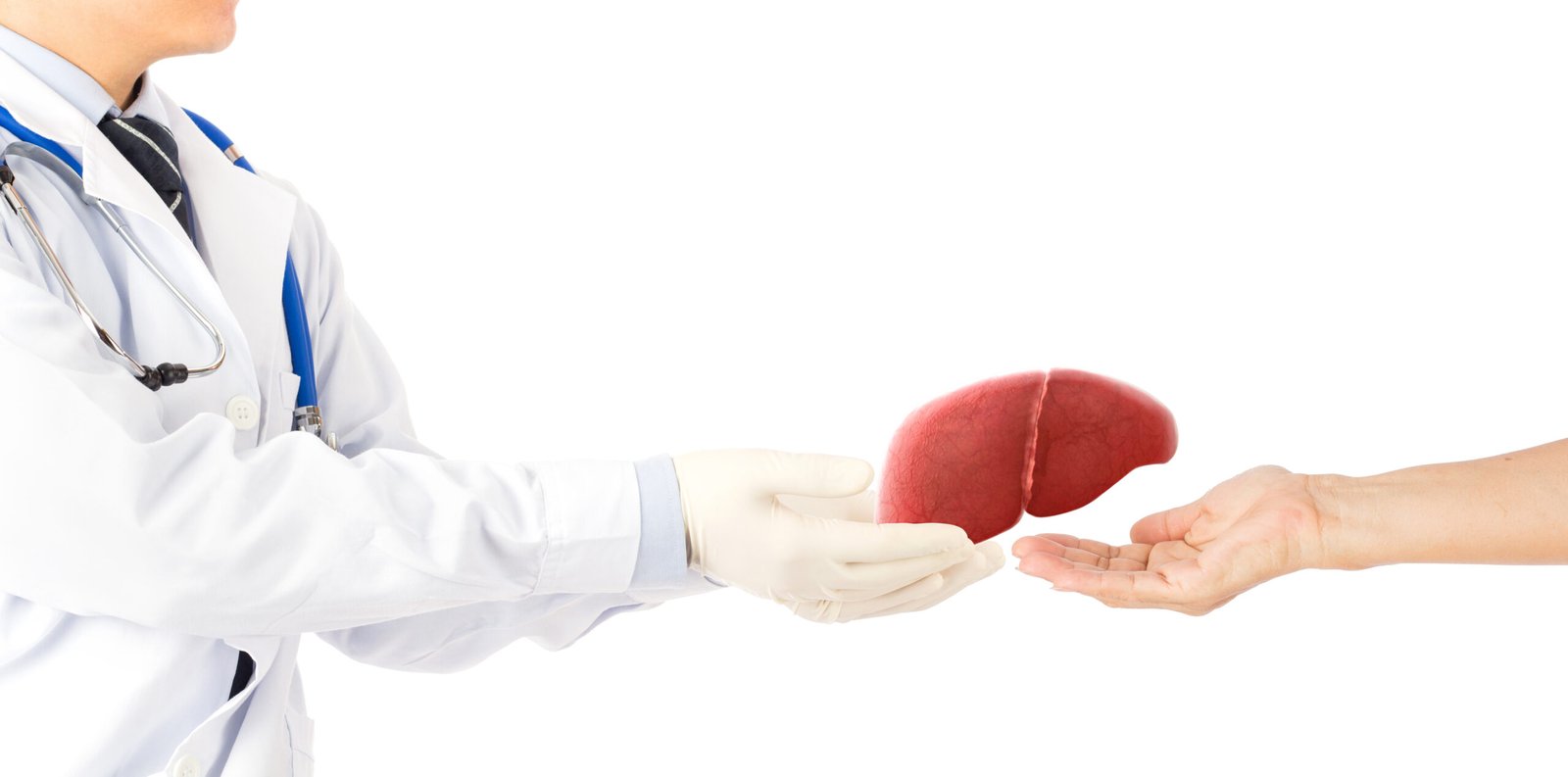 liver